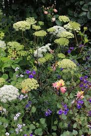 Attēlu rezultāti vaicājumam “Cenolophium denudatum”