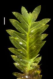 Attēlu rezultāti vaicājumam “Pseudocalliergon turgescens”