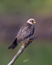 Image result for Falco vespertinus