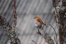 Attēlu rezultāti vaicājumam “Loxia pytyopsittacus”