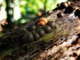 Attēlu rezultāti vaicājumam “Lycogala persicum macro”