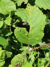 Attēlu rezultāti vaicājumam “Eriophyes laevis”