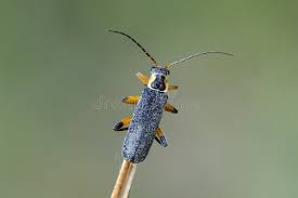 Attēlu rezultāti vaicājumam “Cantharis nigricans”