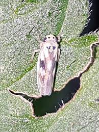 Attēlu rezultāti vaicājumam “Macrosteles nymph”