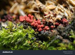 Attēlu rezultāti vaicājumam “Arcyria denudata stalked”