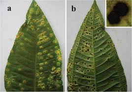 Attēlu rezultāti vaicājumam “Pucciniales”
