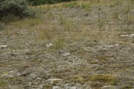 Attēlu rezultāti vaicājumam “Cladonia ciliata”