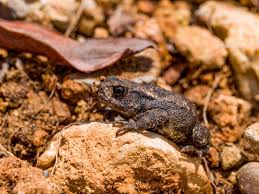 Attēlu rezultāti vaicājumam “Bufo bufo juvenile”