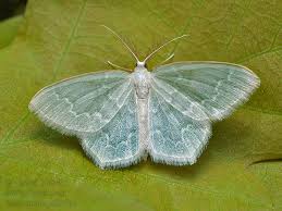 Attēlu rezultāti vaicājumam “Jodis putata”