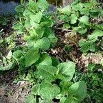 Attēlu rezultāti vaicājumam “Reynoutria sachalinensis fruit”