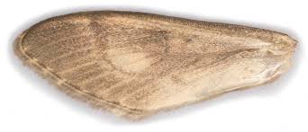 Attēlu rezultāti vaicājumam “Anania lancealis”