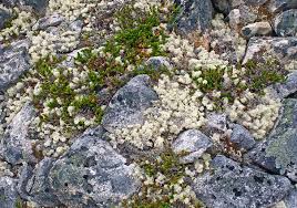 Attēlu rezultāti vaicājumam “Cladonia stellaris”