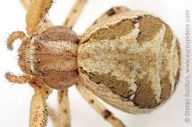 Attēlu rezultāti vaicājumam “Xysticus cristatus”