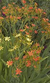 Image result for Pardancanda norrisii