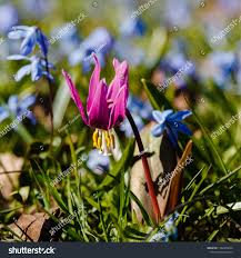 Attēlu rezultāti vaicājumam “Erythronium sibiricum”