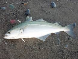 Image result for Pollachius virens