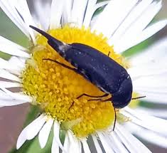 Attēlu rezultāti vaicājumam “Mordella sp.”