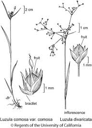 Attēlu rezultāti vaicājumam “Luzula campestris fruit”