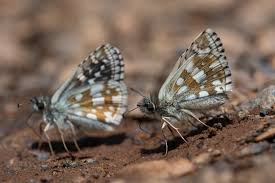 Attēlu rezultāti vaicājumam “Pyrgus serratulae”