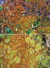 Attēlu rezultāti vaicājumam “Sphagnum teres”