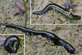 Attēlu rezultāti vaicājumam “Hirudinea”