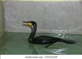 Attēlu rezultāti vaicājumam “Phalacrocorax carbo adult”