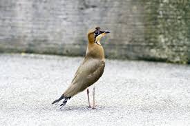 Image result for Glareola maldivarum