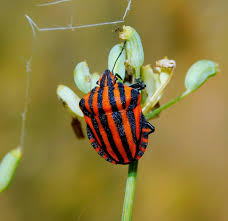 Attēlu rezultāti vaicājumam “Graphosoma lineatum imago”