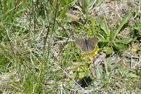 Attēlu rezultāti vaicājumam “Lycaena tityrus male”