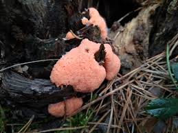 Attēlu rezultāti vaicājumam “Tubifera ferruginosa (subsp. ferruginosa)”