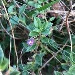 Attēlu rezultāti vaicājumam “Acinos arvensis leaf”