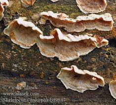 Attēlu rezultāti vaicājumam “Skeletocutis amorpha”