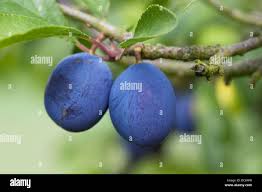 Attēlu rezultāti vaicājumam “Prunus domestica subsp. insitita”