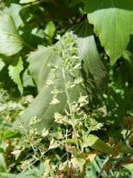 Attēlu rezultāti vaicājumam “Veronica anagallis-aquatica leaf”