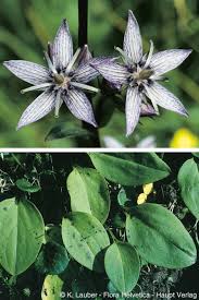 Attēlu rezultāti vaicājumam “Swertia perennis flower”