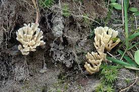 Attēlu rezultāti vaicājumam “Tremellodendropsis tuberosa”