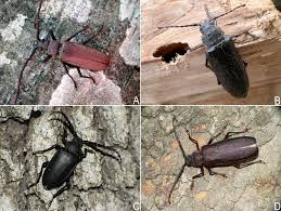 Attēlu rezultāti vaicājumam “Paracorymbia maculicornis imago”