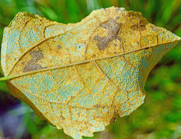 Attēlu rezultāti vaicājumam “Melampsoridium sp.”