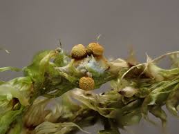 Attēlu rezultāti vaicājumam “Physarum obscurum sessile”