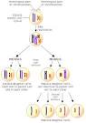 In meiosis, <b>diploid</b> parent