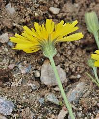 Attēlu rezultāti vaicājumam “Crepis tectorum”