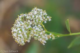 Attēlu rezultāti vaicājumam “Lepidium latifolium flower”
