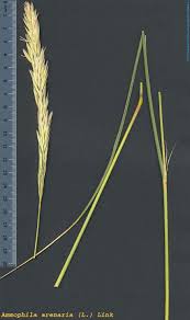 Attēlu rezultāti vaicājumam “Ammophila arenaria”