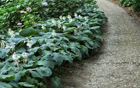 Image result for Hosta sieboldiana 'Elegans'