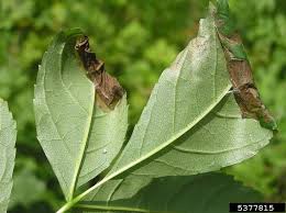 Attēlu rezultāti vaicājumam “Gracillaria syringella”