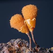 Attēlu rezultāti vaicājumam “Hemitrichia calyculata”