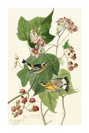 Image result for Dendroica magnolia