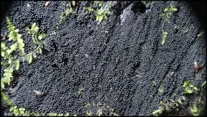 Attēlu rezultāti vaicājumam “Ruzenia spermoides”