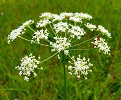 Attēlu rezultāti vaicājumam “Peucedanum oreoselinum”