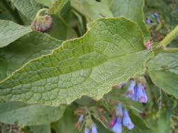 Attēlu rezultāti vaicājumam “Symphytum asperum leaf”